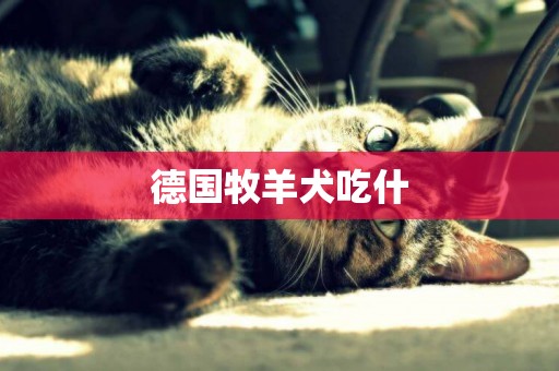 德國牧羊犬吃什