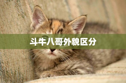 斗牛八哥外貌區分