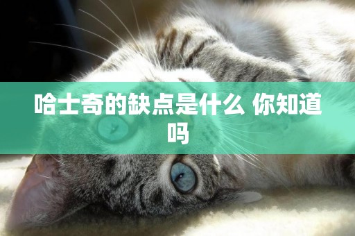 哈士奇的缺點是什么 你知道嗎
