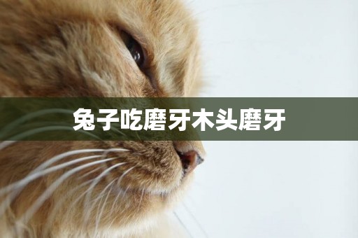 兔子吃磨牙木頭磨牙