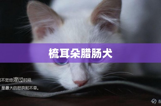 梳耳朵臘腸犬
