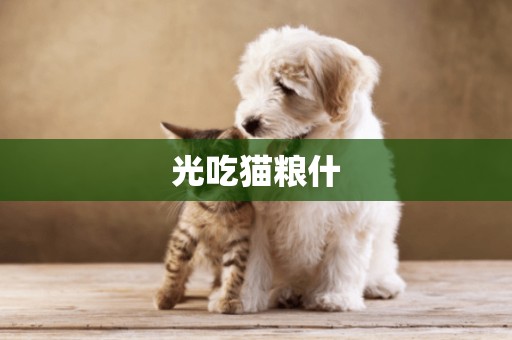 光吃貓糧什