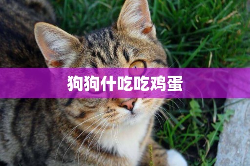 狗狗什吃吃雞蛋