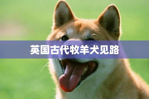 英國古代牧羊犬見路