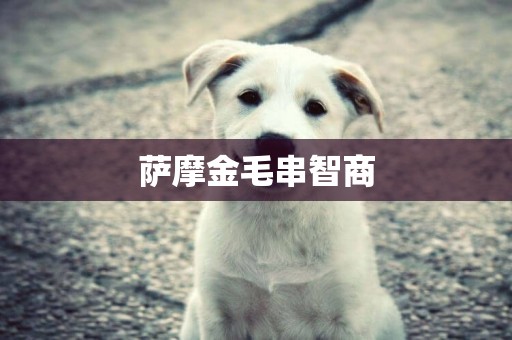 薩摩金毛串智商