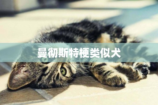 曼徹斯特梗類似犬