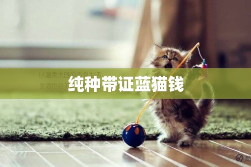 純種帶證藍貓錢