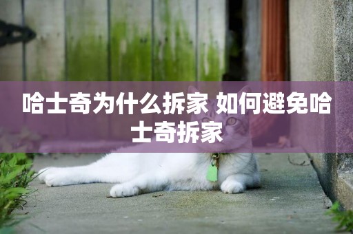 哈士奇為什么拆家 如何避免哈士奇拆家