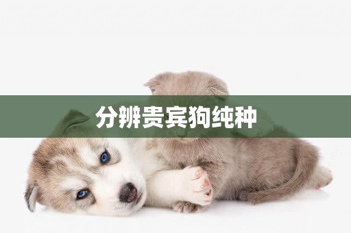 分辨貴賓狗純種