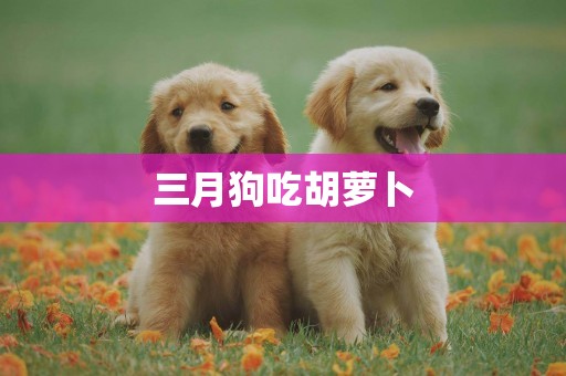 三月狗吃胡蘿卜