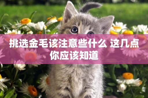 挑選金毛該注意些什么 這幾點你應該知道