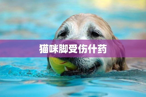貓咪腳受傷什藥