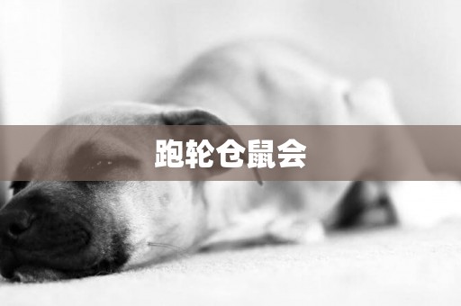 跑輪倉鼠會