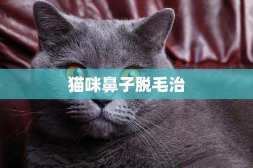 貓咪鼻子脫毛治