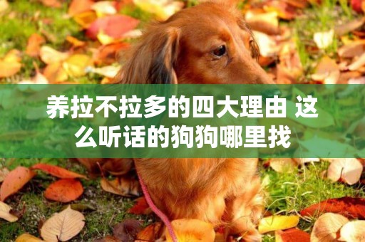 養拉不拉多的四大理由 這么聽話的狗狗哪里找