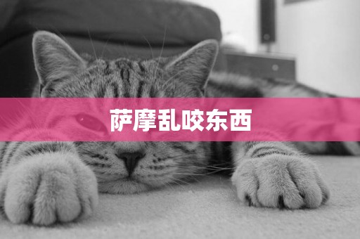 薩摩亂咬東西