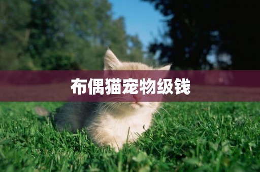 布偶貓寵物級錢
