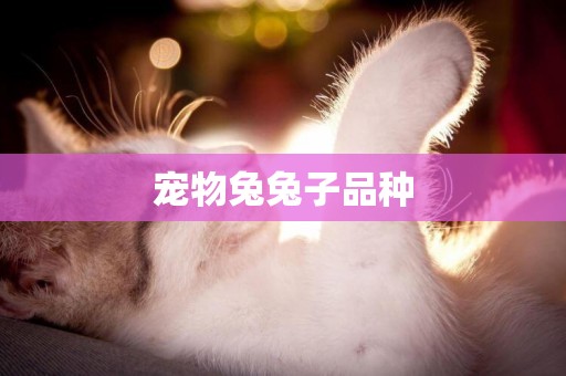 寵物兔兔子品種