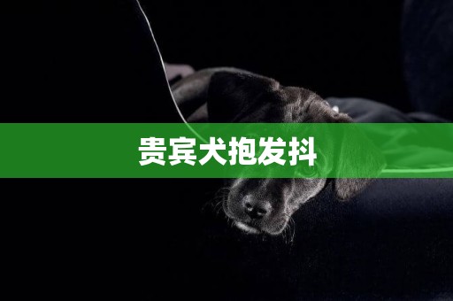 貴賓犬抱發抖