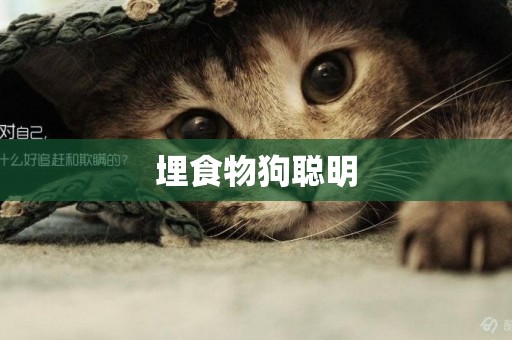 埋食物狗聰明