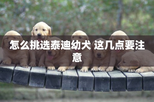 怎么挑選泰迪幼犬 這幾點要注意