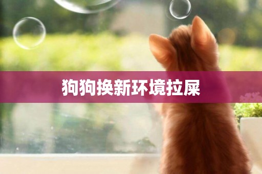 狗狗換新環境拉屎