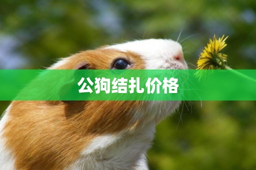 公狗結扎價格
