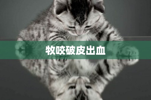 牧咬破皮出血