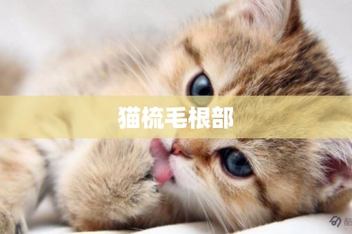 貓梳毛根部