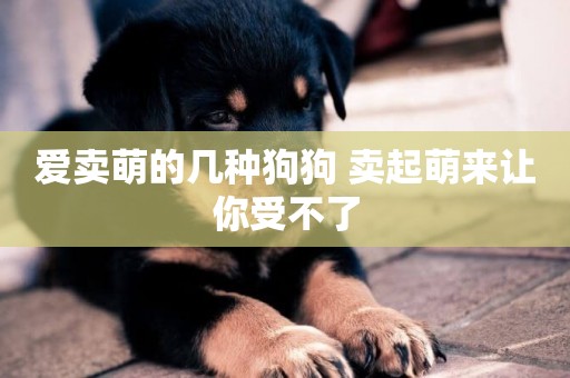 愛賣萌的幾種狗狗 賣起萌來讓你受不了 愛賣萌的幾種狗狗 賣起萌來讓你受不了