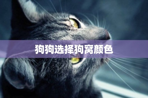 狗狗選擇狗窩顏色