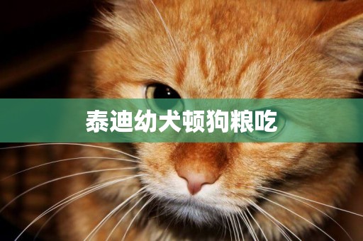 泰迪幼犬頓狗糧吃