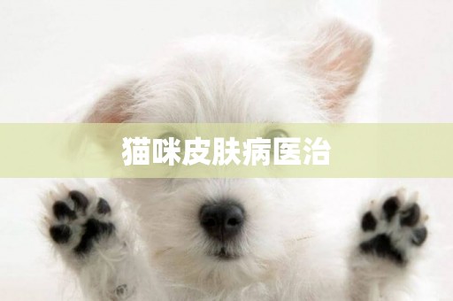 貓咪皮膚病醫治