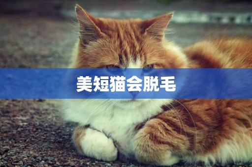 美短貓會脫毛