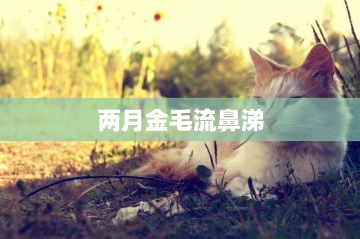 兩月金毛流鼻涕
