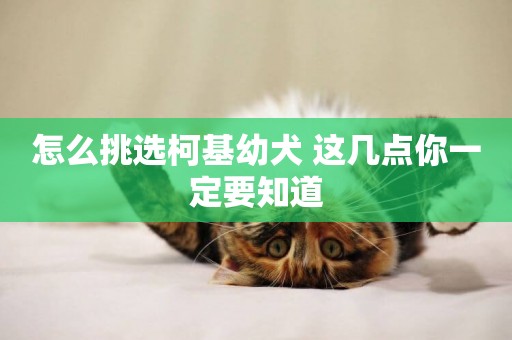 怎么挑選柯基幼犬 這幾點你一定要知道