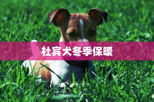 杜賓犬冬季保暖