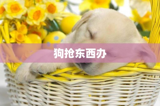 狗搶東西辦