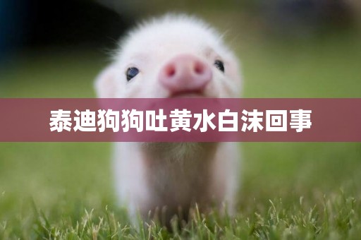泰迪狗狗吐黃水白沫回事