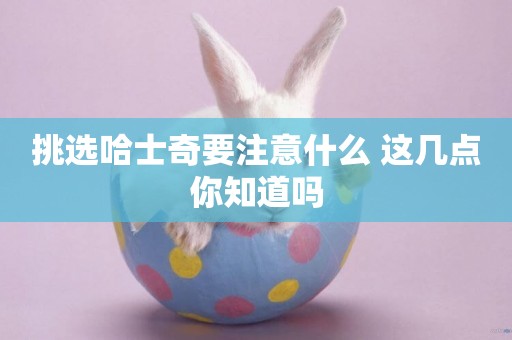 挑選哈士奇要注意什么 這幾點你知道嗎
