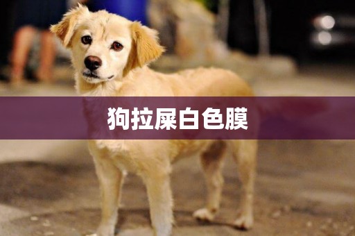 狗拉屎白色膜