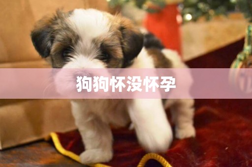 狗狗懷沒懷孕
