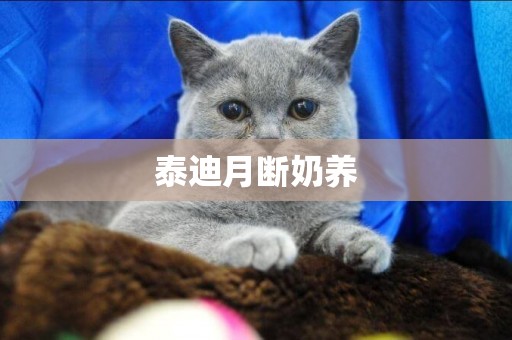 泰迪月斷奶養