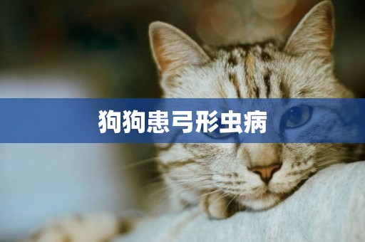 狗狗患弓形蟲病