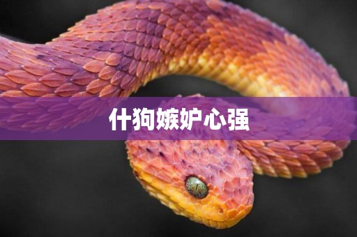 什狗嫉妒心強