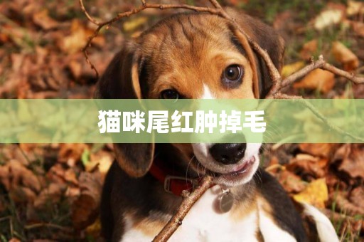 貓咪尾紅腫掉毛