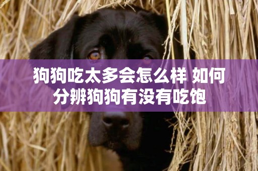 狗狗吃太多會怎么樣 如何分辨狗狗有沒有吃飽