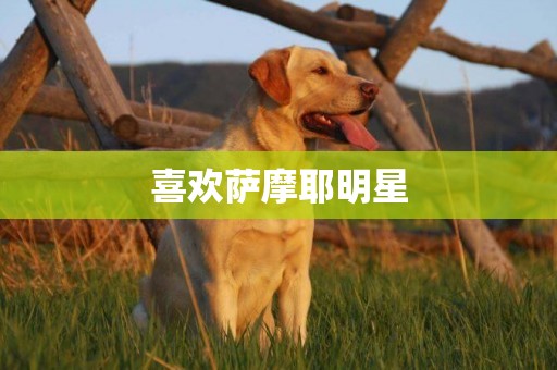 喜歡薩摩耶明星