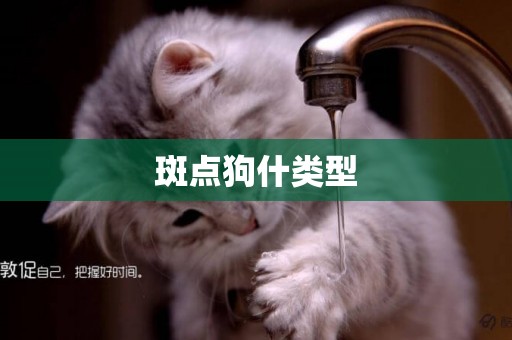 斑點狗什類型