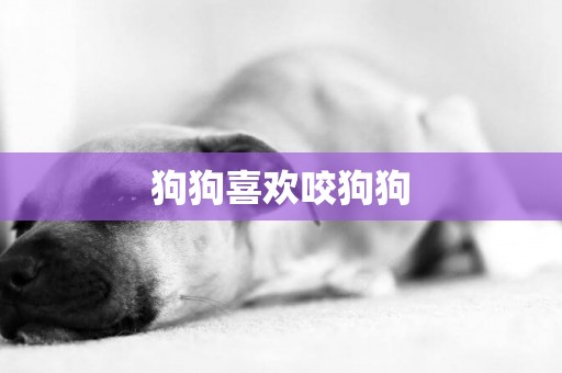 狗狗喜歡咬狗狗